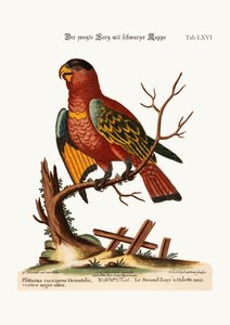 İkinci Siyah Şapkalı Lory, 1749-73